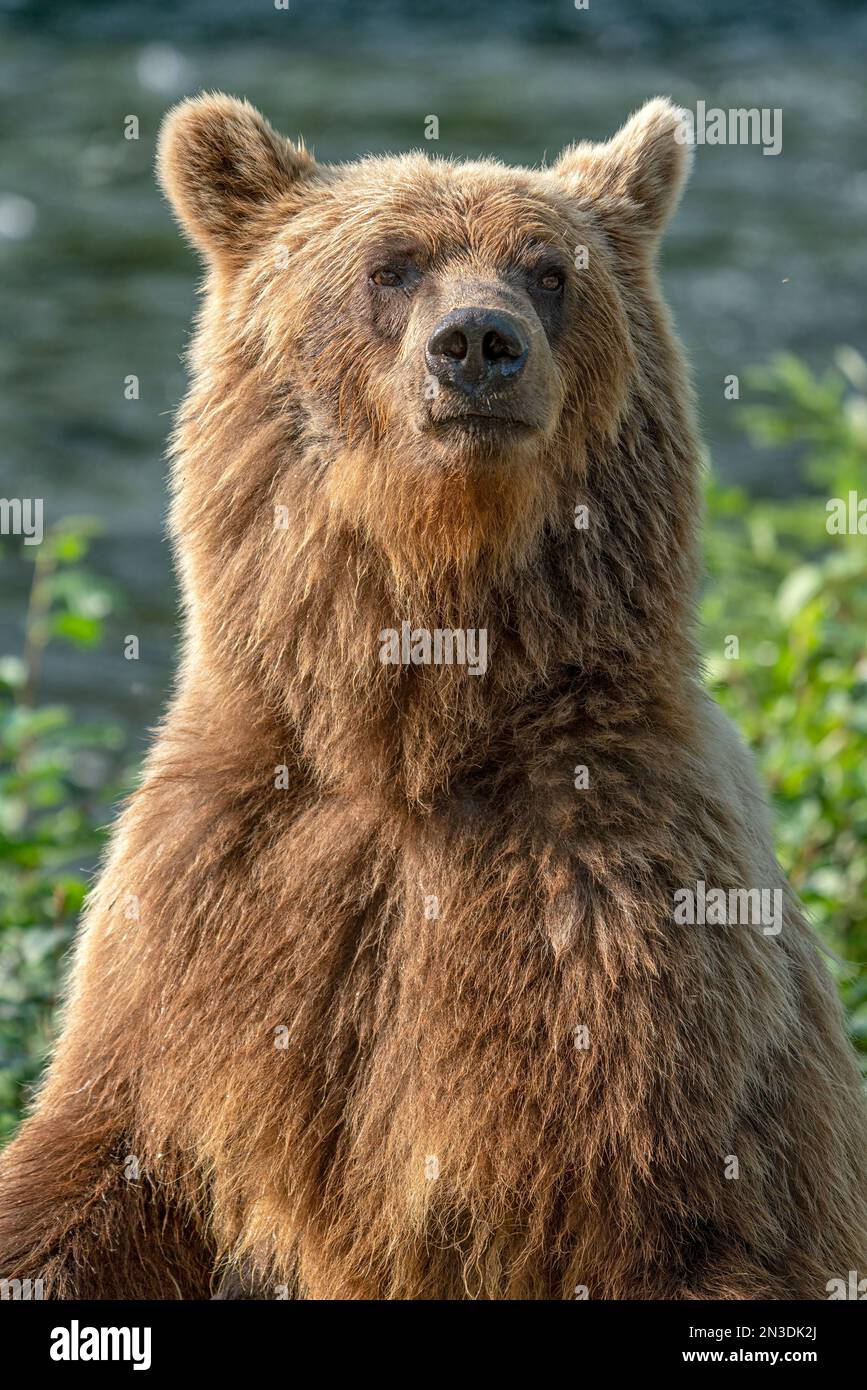 Close-up portrait of a grizzly bear (Ursus arctos horribilis) standing up; Atlin, British Columbia, Canada Stock Photo