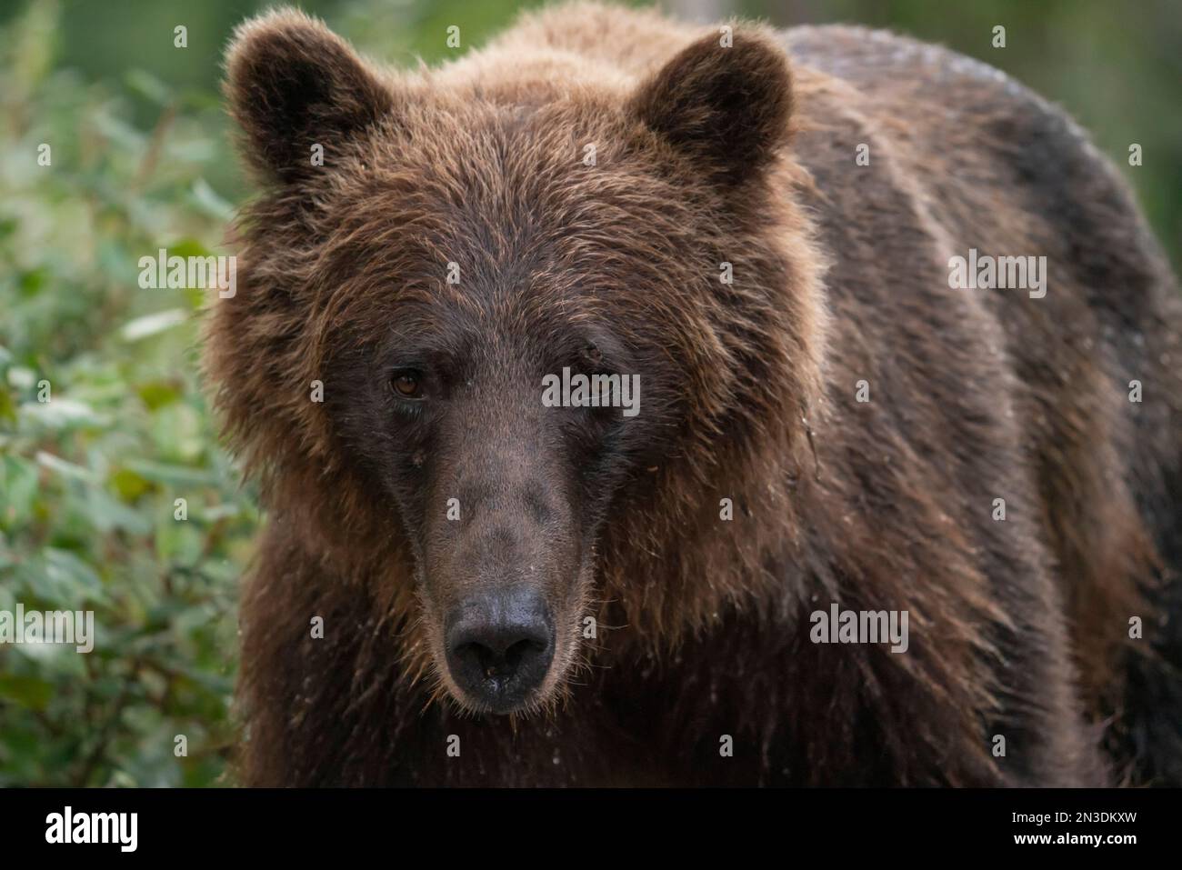 Close-up portrait of a grizzly bear (Ursus arctos horribilis); Atlin, British Columbia, Canada Stock Photo