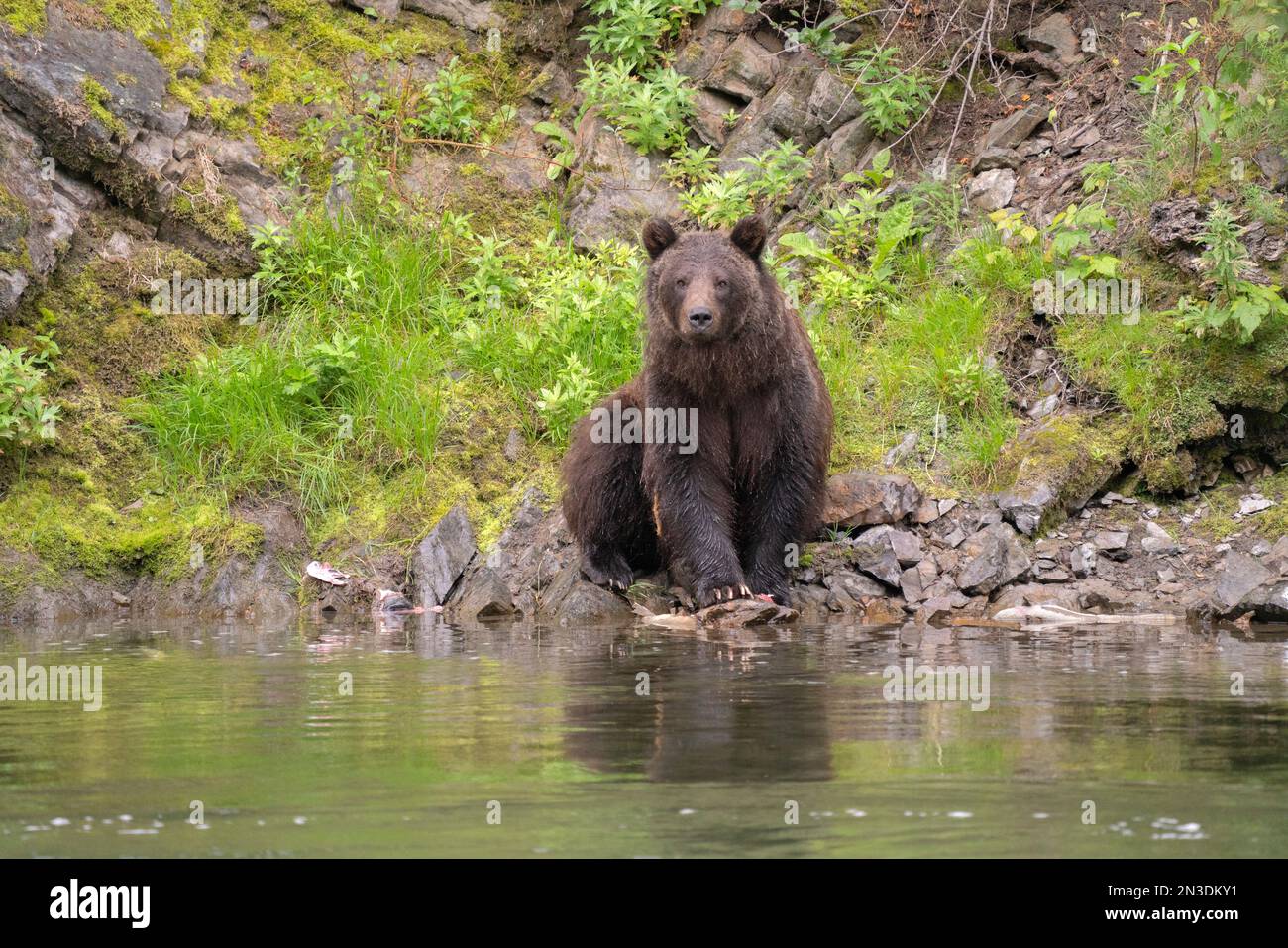 Close-up of a grizzly bear (Ursus arctos horribilis) sitting at the water's edge of the river; Atlin, British Columbia, Canada Stock Photo