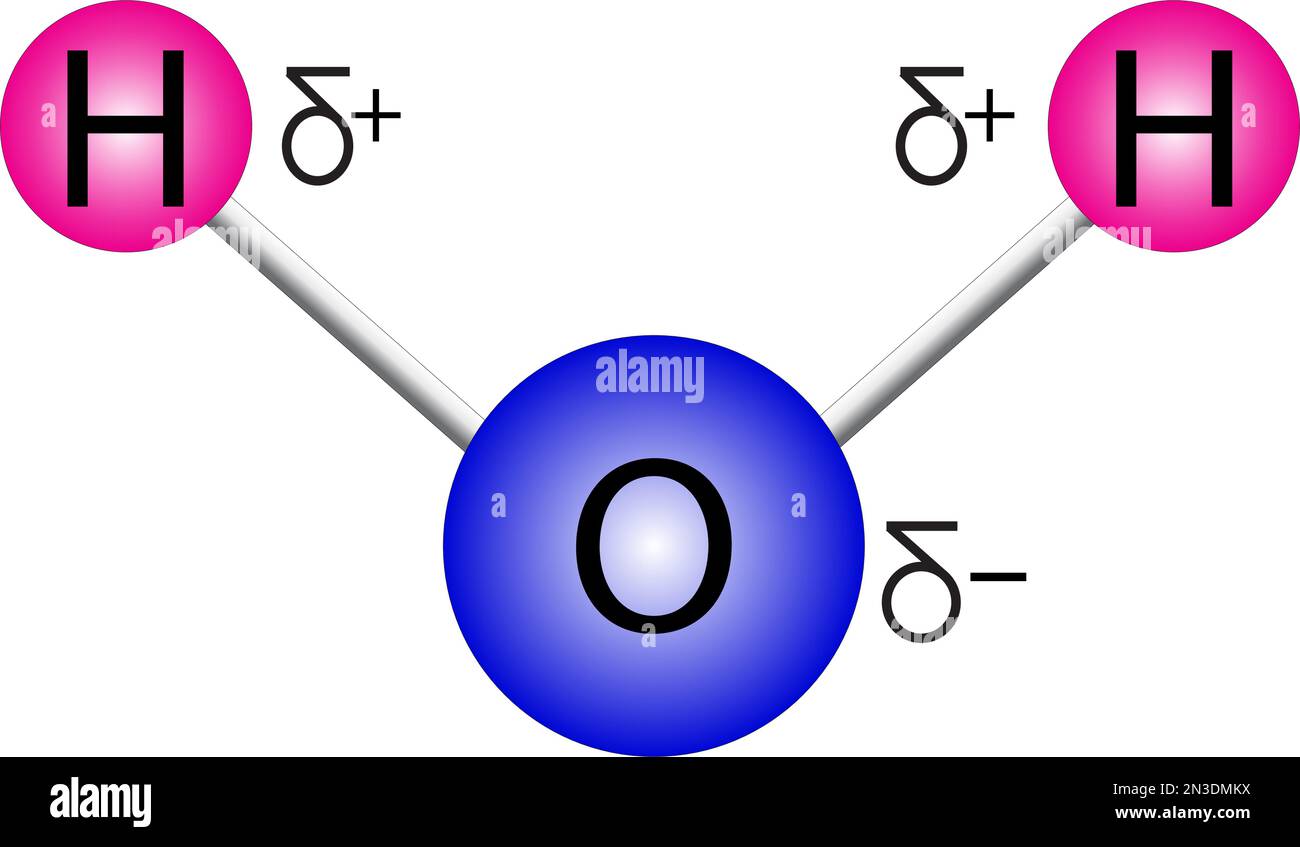 vector image of water molecule structure with charges Stock Vector