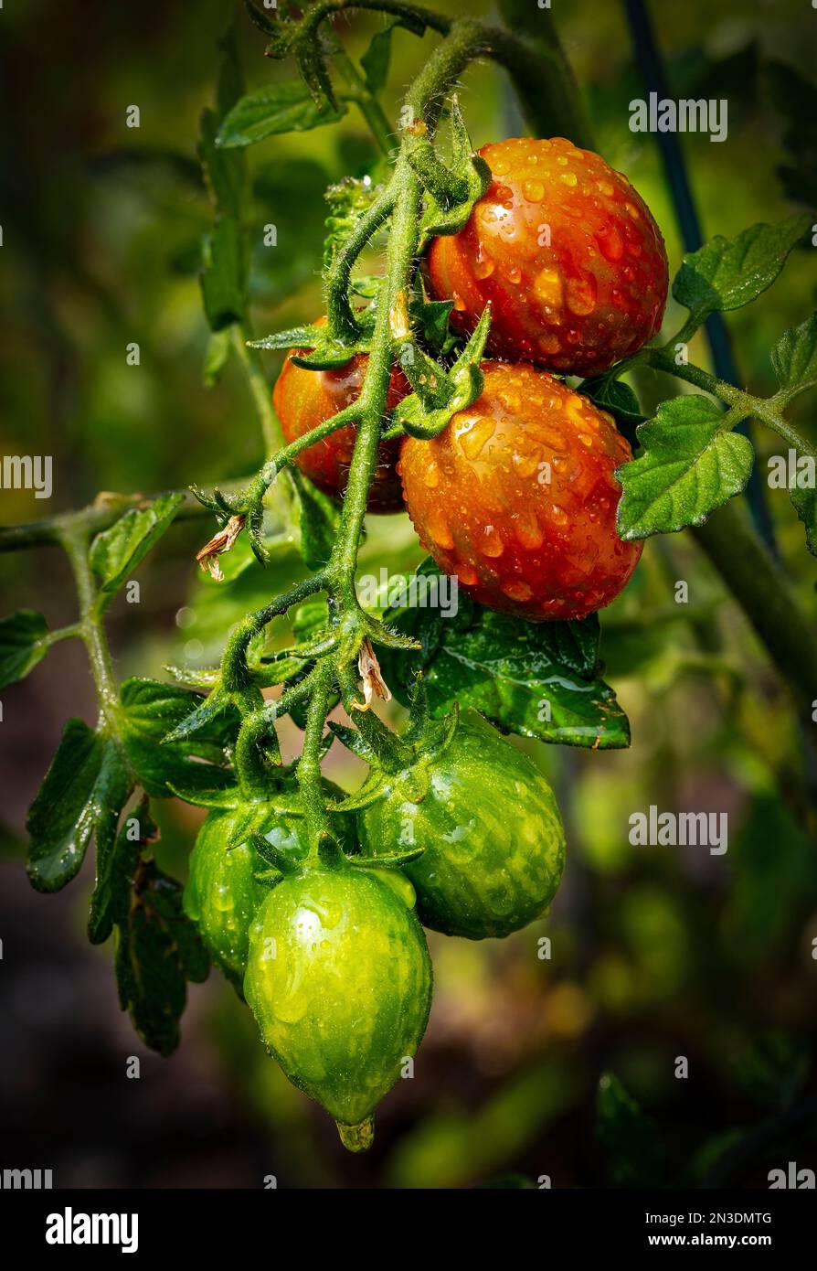 Close up of grape tomatoes (Solanum lycopersicum var. cerasiforme) partially ripened on the vine with water droplets; Alberta, Canada Stock Photo