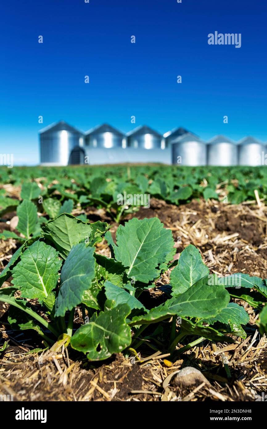 Close up of young canola plants (Brassica napus) growing in a field with a blue sky and metal grain bins in the background Stock Photo