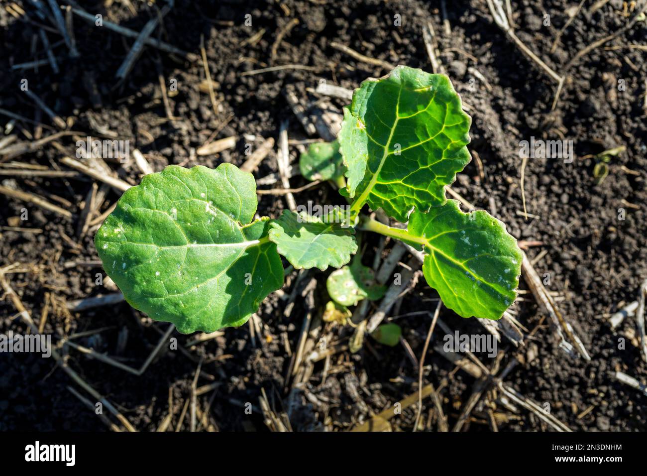 Close up of young canola plants (Brassica Napus); North of Calgary, Alberta, Canada Stock Photo
