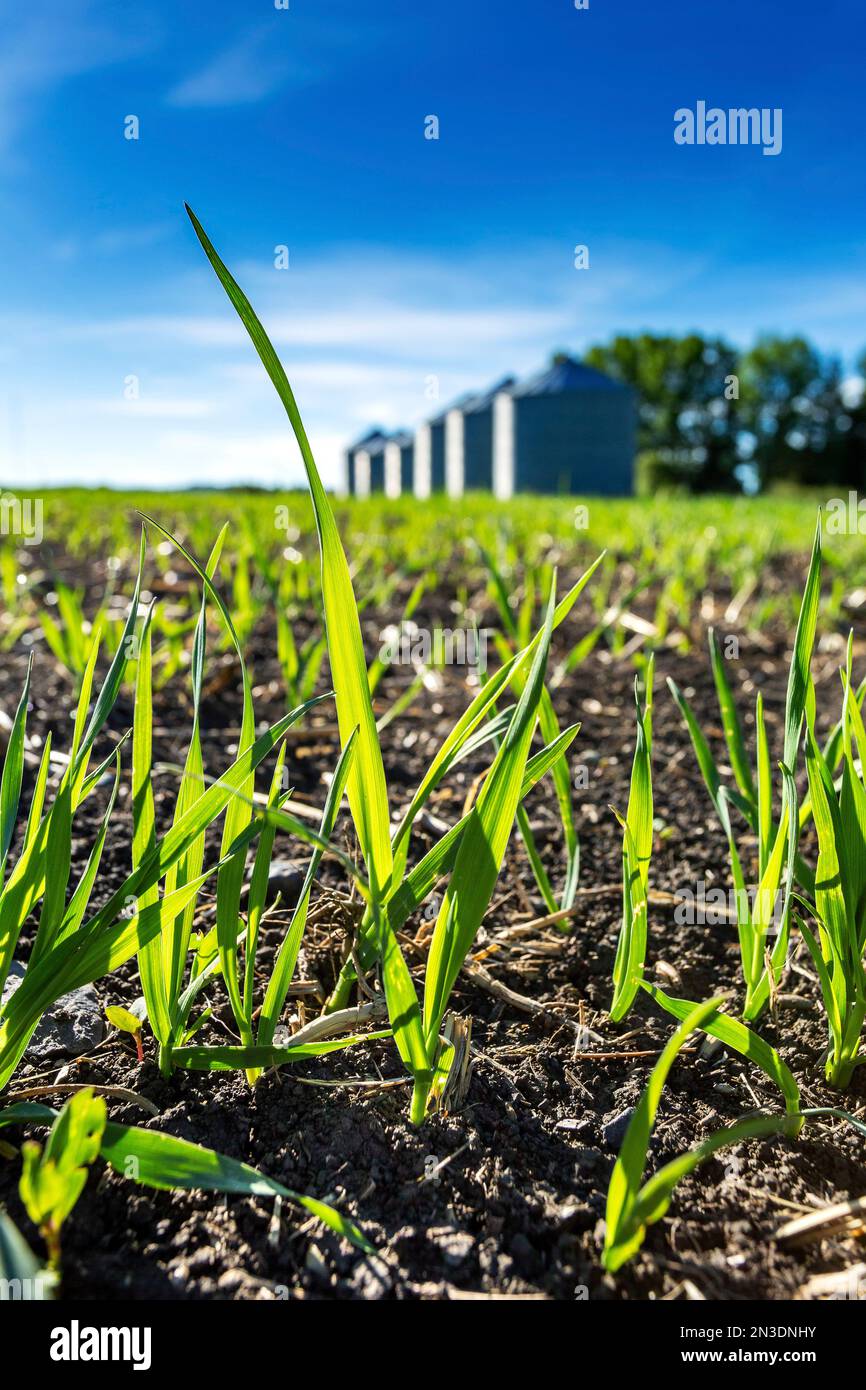 Close up of early barley (Hordeum vulgare) growing in a field with metal grain bins in the background; West of Calgary, Alberta, Canada Stock Photo