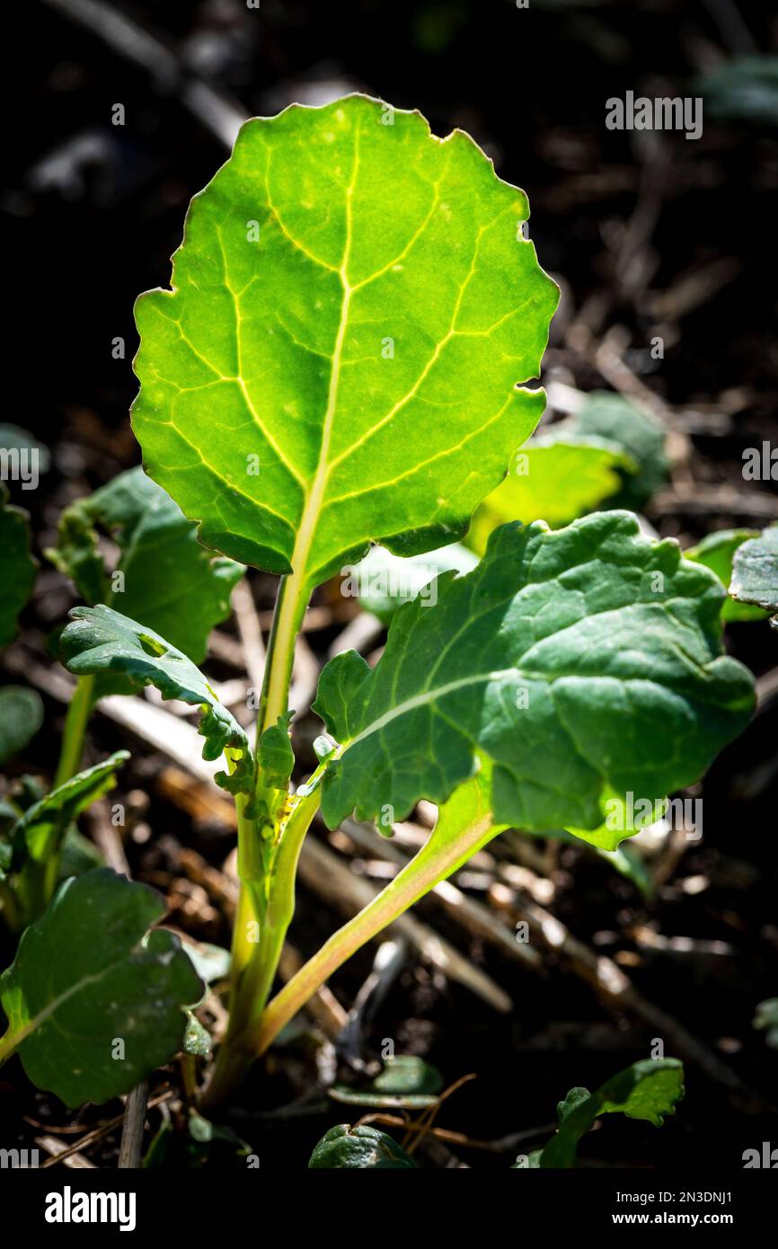 Close up of young canola plants (Brassica Napus); North of Calgary, Alberta, Canada Stock Photo