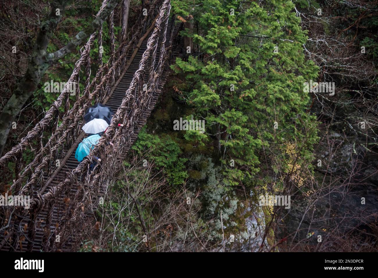 Tourists under rain umbrellas look out from a rope bridge to Japan's Iya Valley, a remote mountainous valley in western Tokushima Prefecture on Shi... Stock Photo