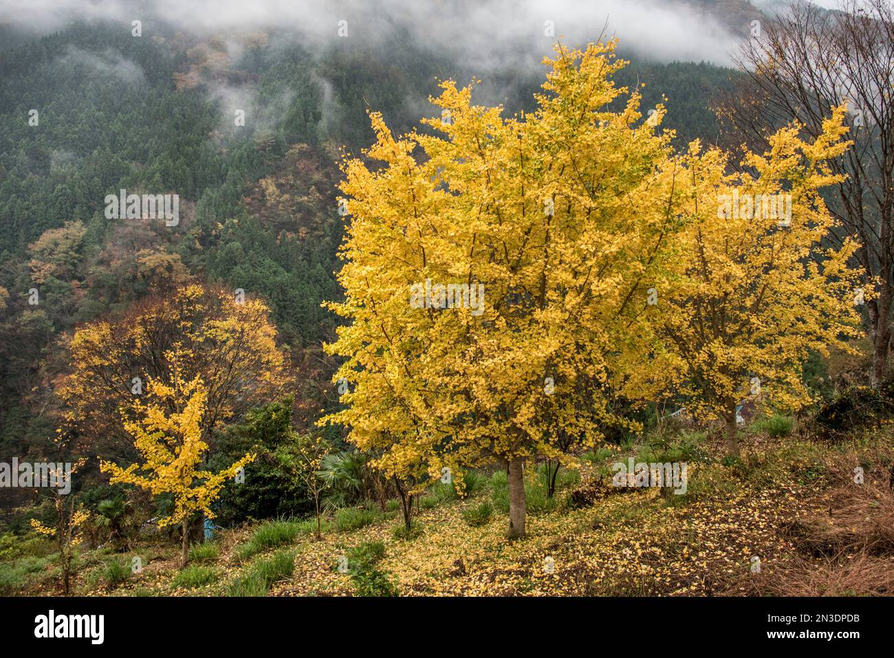 Fall colors in Japan's Iya Valley, a remote mountainous valley in western Tokushima Prefecture on Shikoku Island Stock Photo