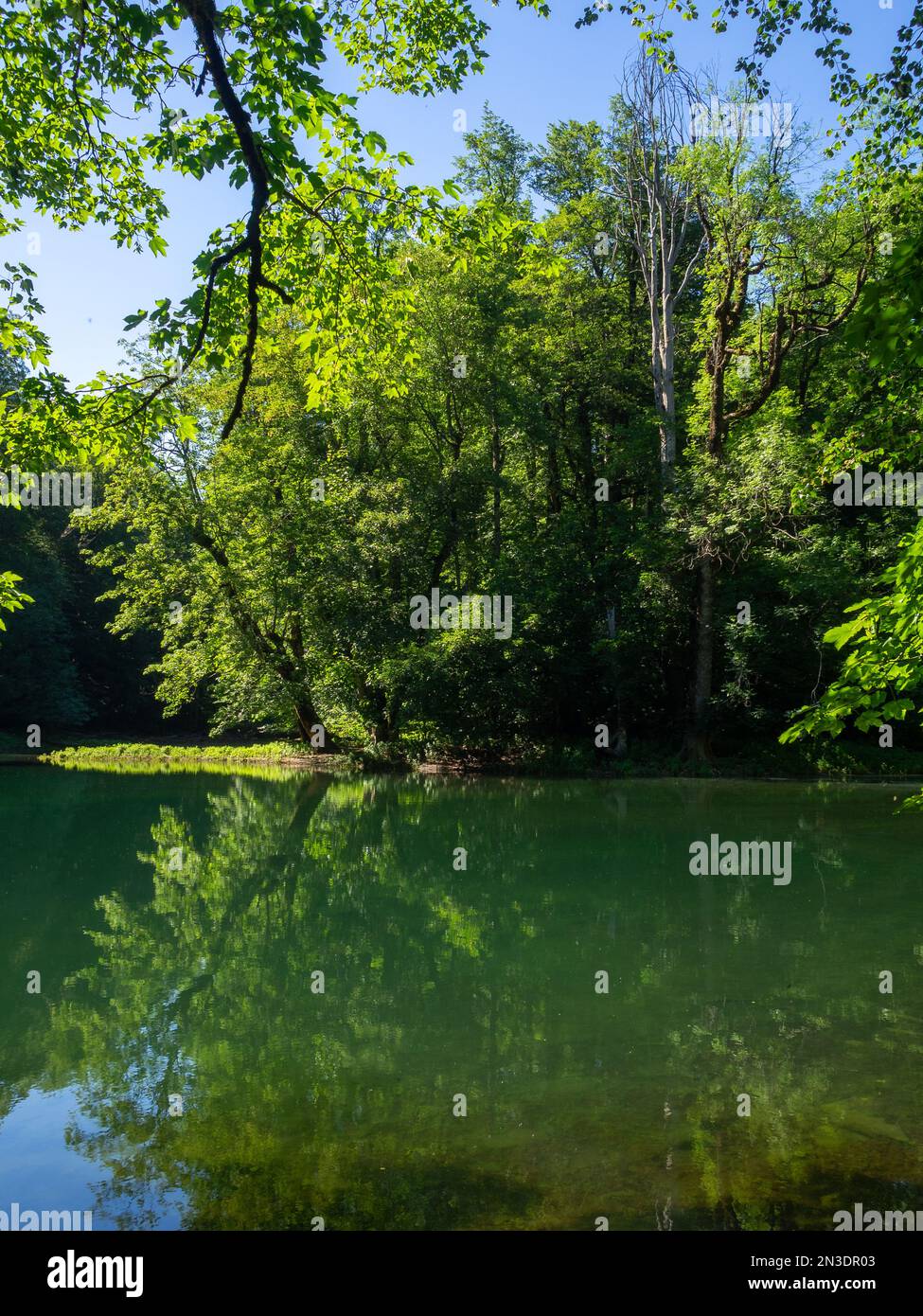 Mirror forest lake reflecting hires stock