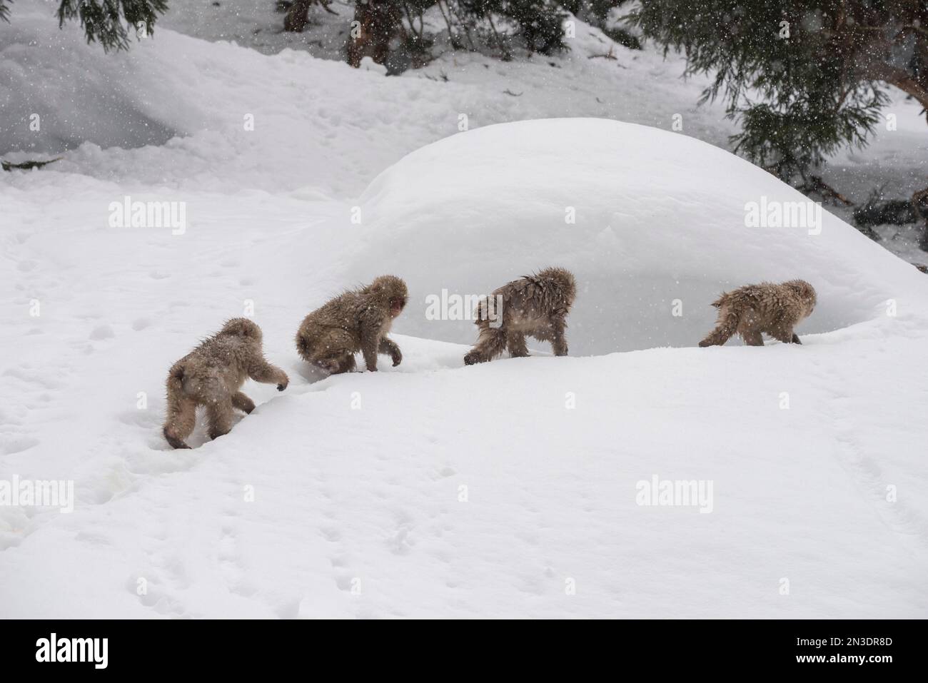 Troop of Japanese Macaque Monkeys (Macaca fuscata), often referred to as Snow Monkey, walking in a row across the snowy landscape in the Jigokudani... Stock Photo