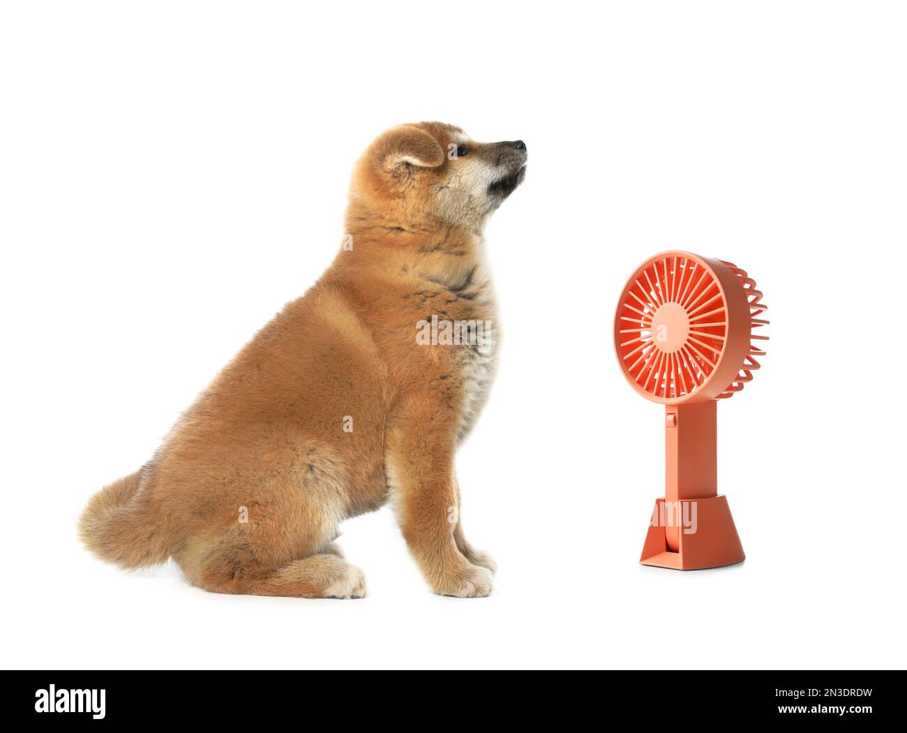 Cute puppy near fan on white background. Summer heat Stock Photo Alamy