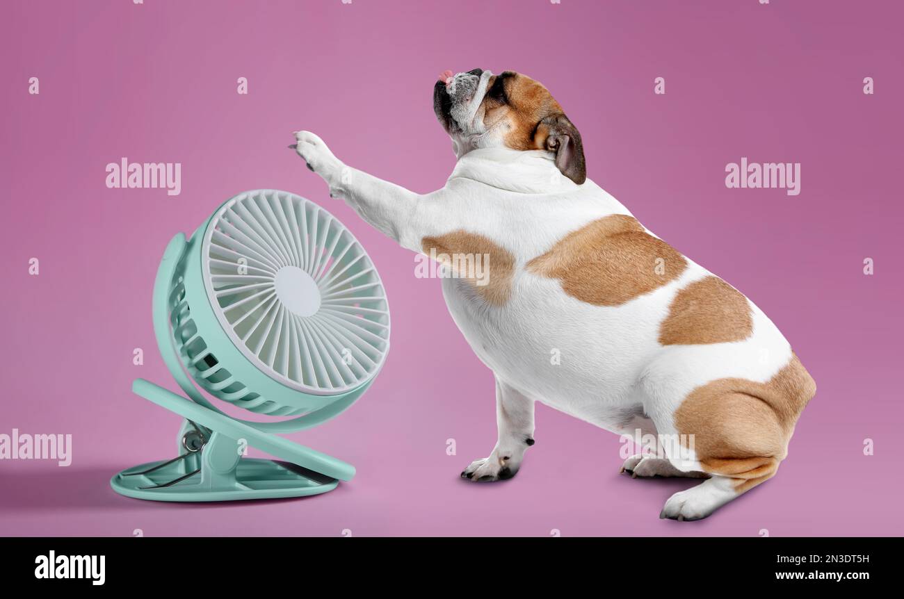 Cute dog near fan on pink background. Summer heat Stock Photo
