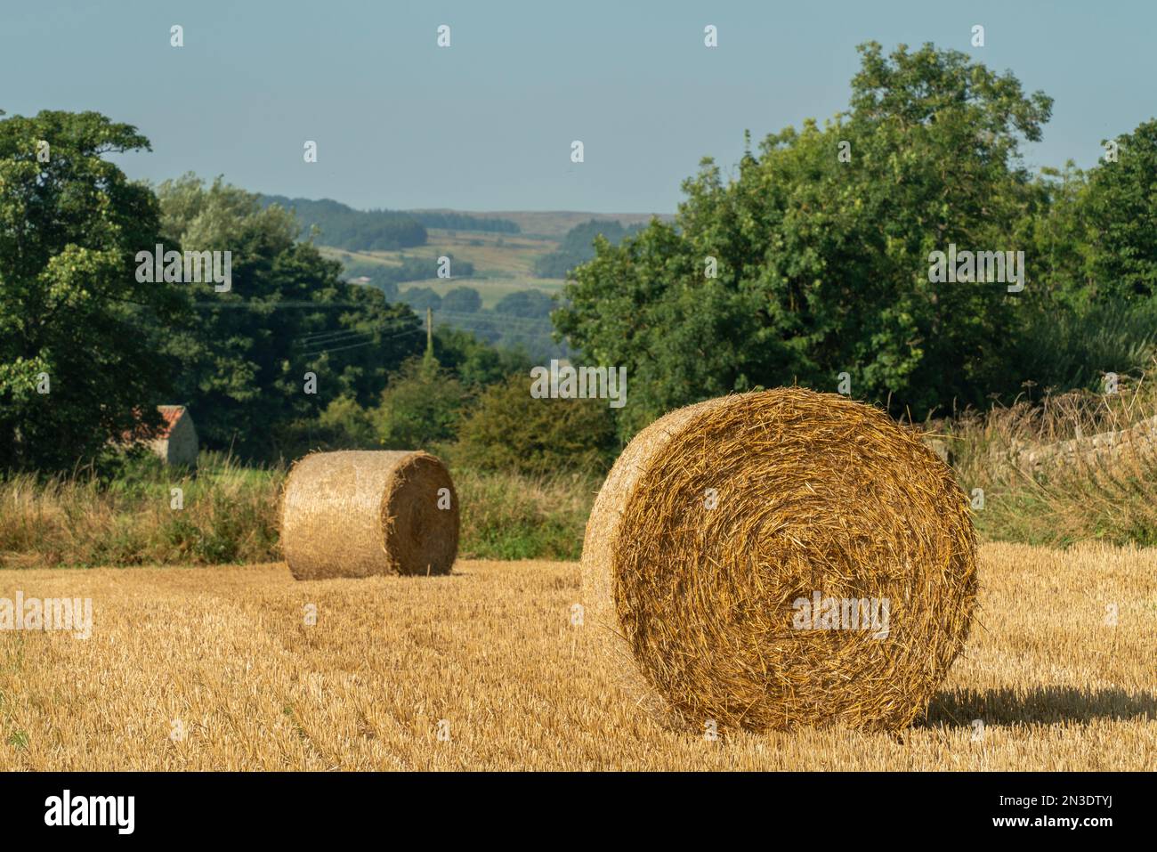 Close-up of large hay rolls in a field on a farm in Richmond; Richmond, Richmondshire, England Stock Photo