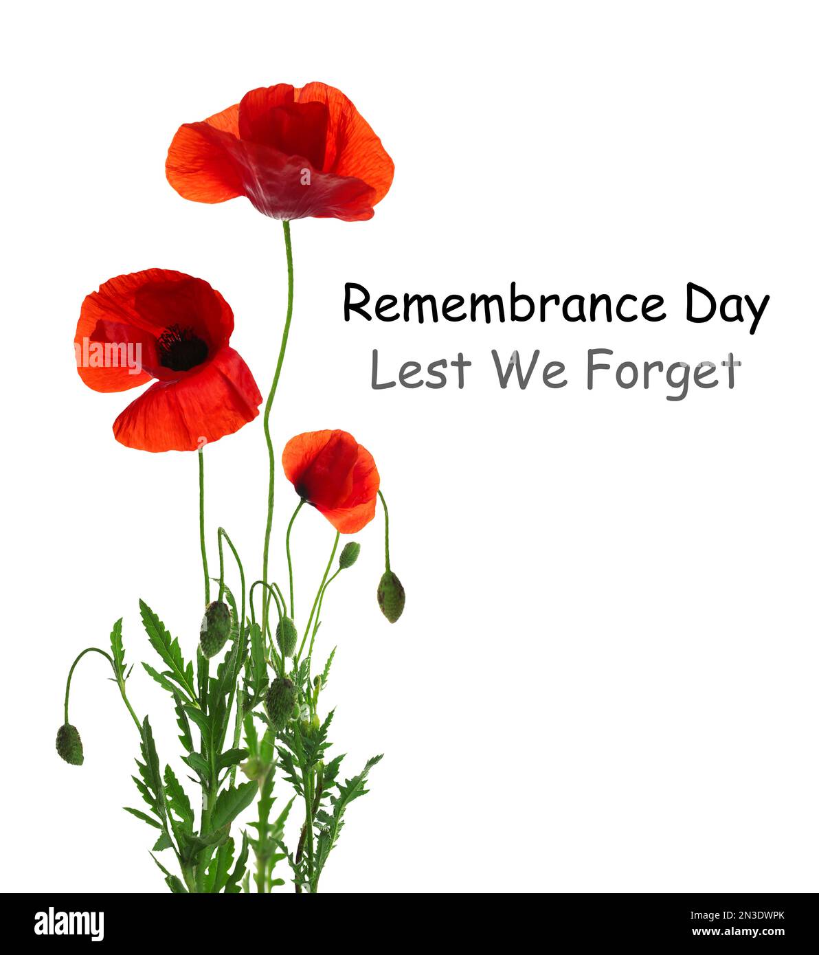 Remembrance day card. Red poppy flowers and text Lest We Forget on white background Stock Photo