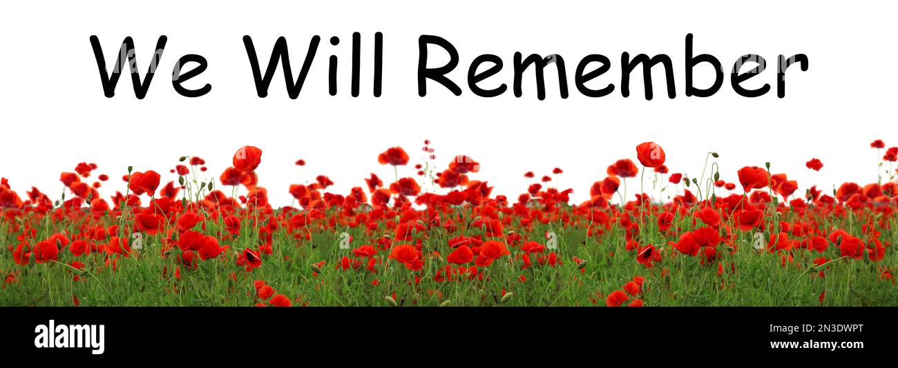 Remembrance day banner. Red poppy flowers in field and text We will Remember on white background Stock Photo