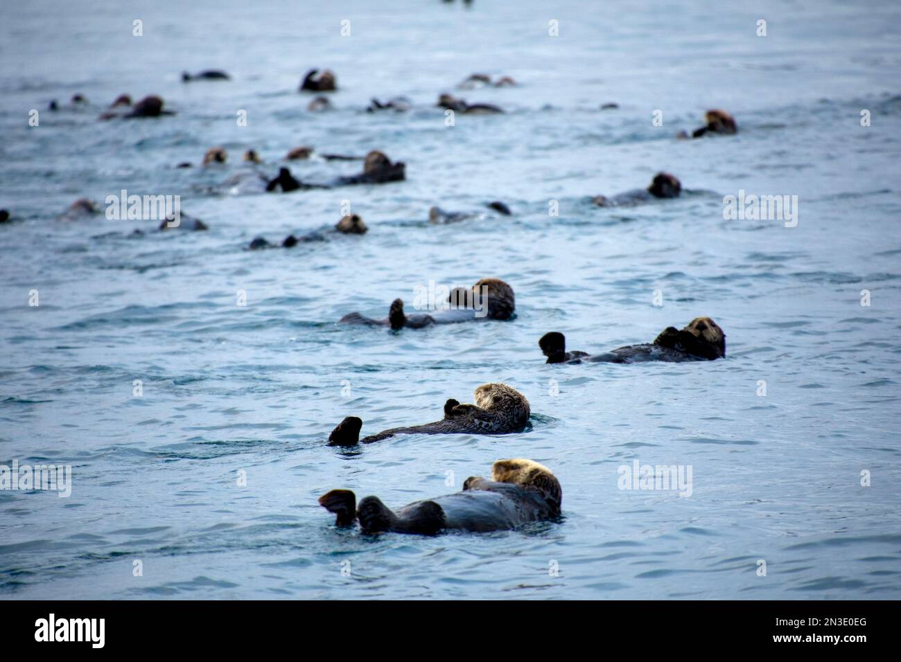 A raft of sea otters floats in kelp in Kachemak Bay, near Homer, Alaska