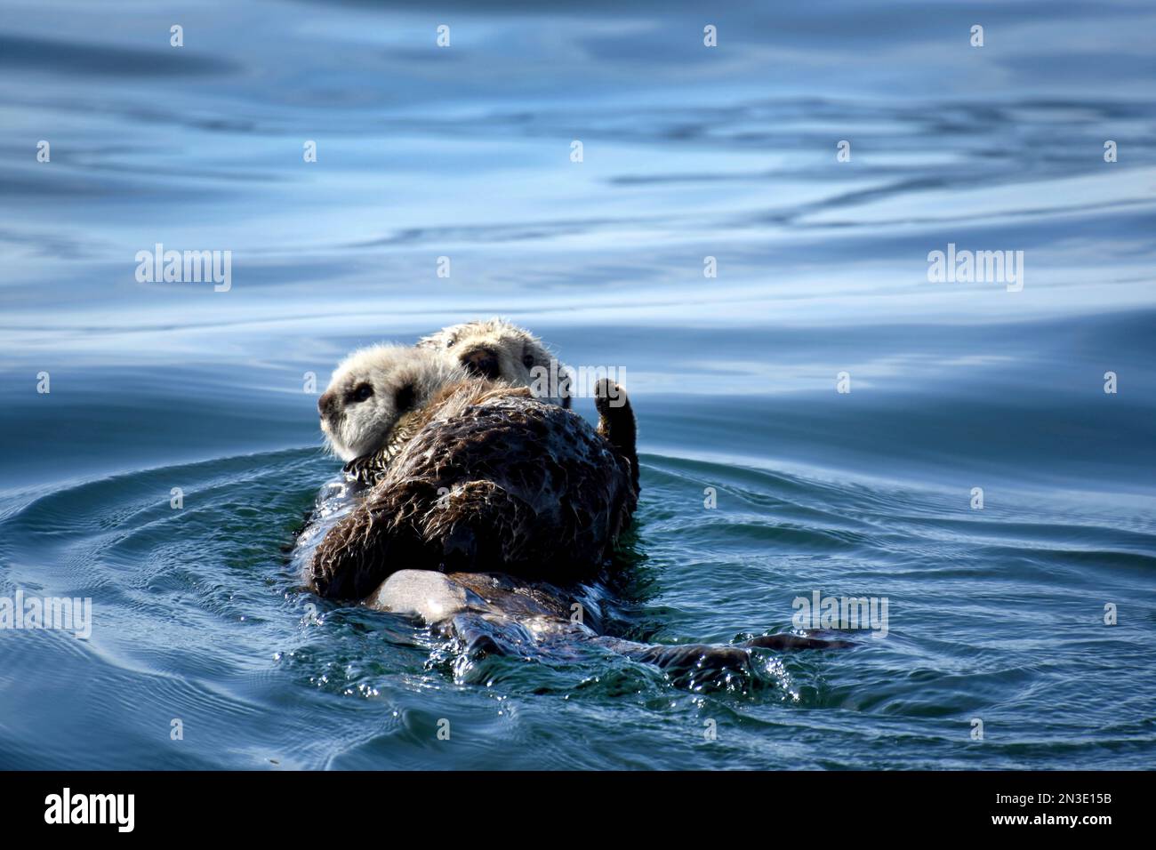 Close-up of a sea otter (Enhydra lutris) holding on tight to her pup swimming near Flat Island in Cook Inlet; Homer, Alaska, United States of America Stock Photo