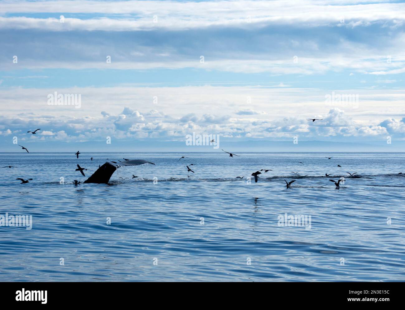 Fluke of a humpback whale (Megaptera Novaeanglia) viewed from above the blue waters of Kachemak Bay while diving to feed in the ocean with seabirds... Stock Photo