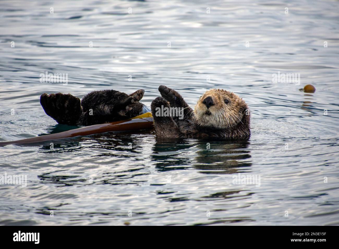 Portrait of a sea otter (Enhydra lutris) floating in kelp in Kachemak Bay near Homer; Homer, Alaska, United States of America Stock Photo