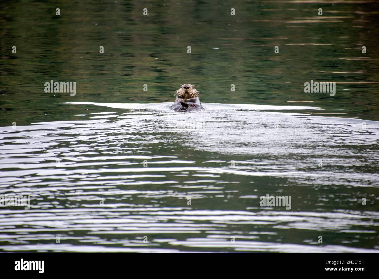 Portrait of a sea otter (Enhydra lutris) paddling away from a tour boat in Kachemak Bay near Homer; Homer, Alaska, United States of America Stock Photo