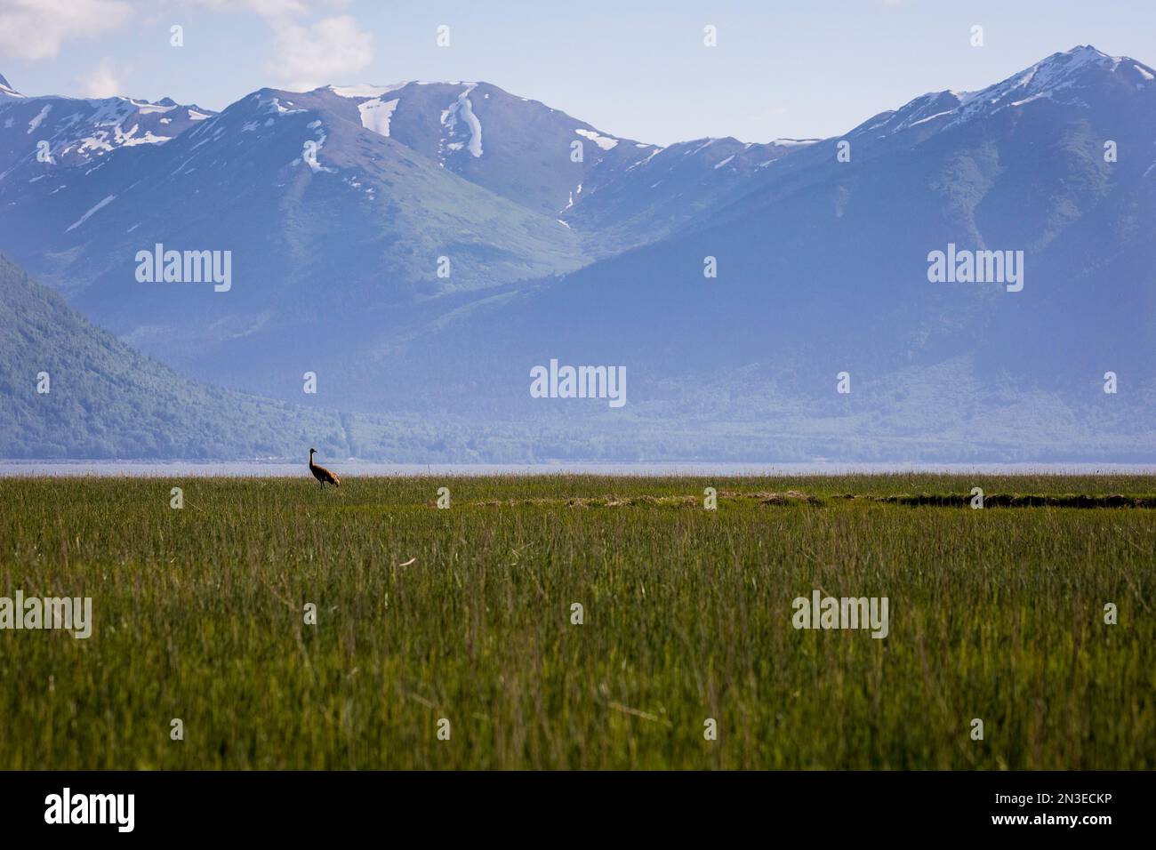 Sandhill crane standing in grass hi-res stock photography and 
