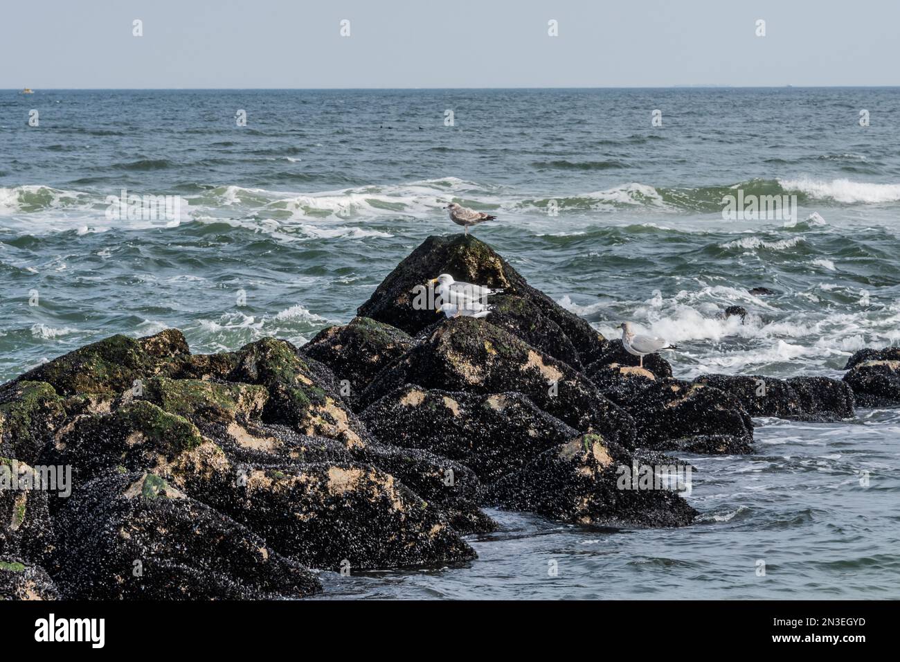 Seagulls on the Jetty, Sandy Hook, New Jersey USA, Middletown Township
