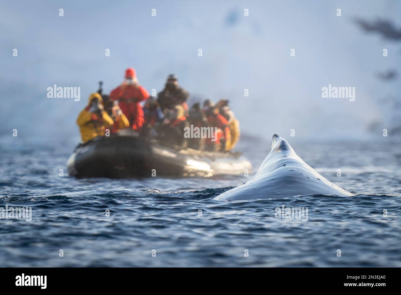 A humpback whale (Megaptera novaeangliae) surfaces just in front of an inflatable boat packed with photographers wearing multi-colored jackets and ... Stock Photo