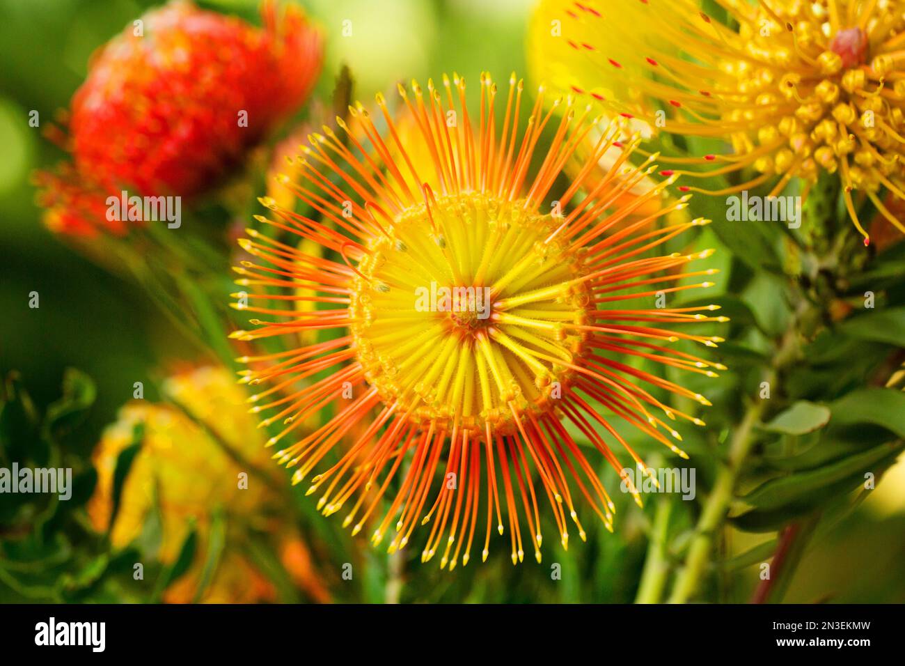 Close up of orange and yellow pin cushion protea (Leucospermum); Kula, Upcountry Maui, Maui, Hawaii, United States of America Stock Photo