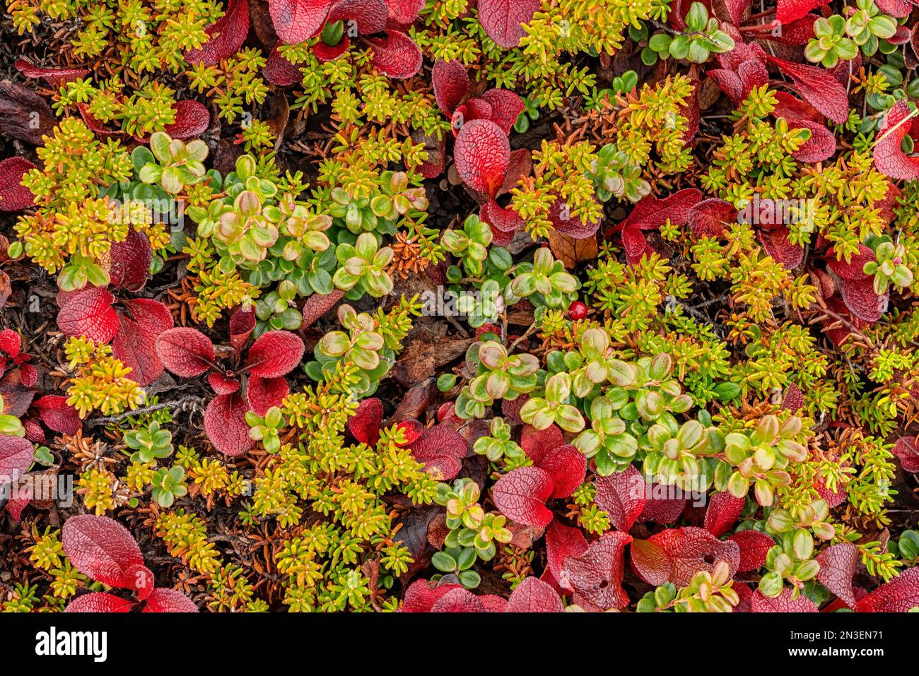 Close up of the arctic tundra reveals a myriad of colour and detail that is underfoot as one walks across it; Dawson City, Yukon, Canada Stock Photo