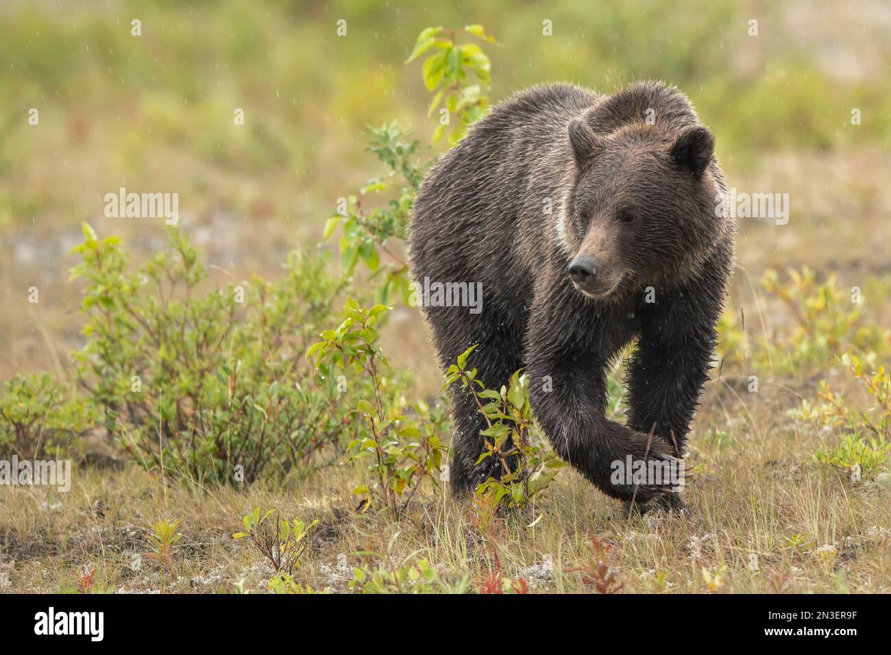 Grizzly bear (Ursus arctos horribilis) walking through field looking for berries and roots; Haines Junction, Yukon, Canada Stock Photo
