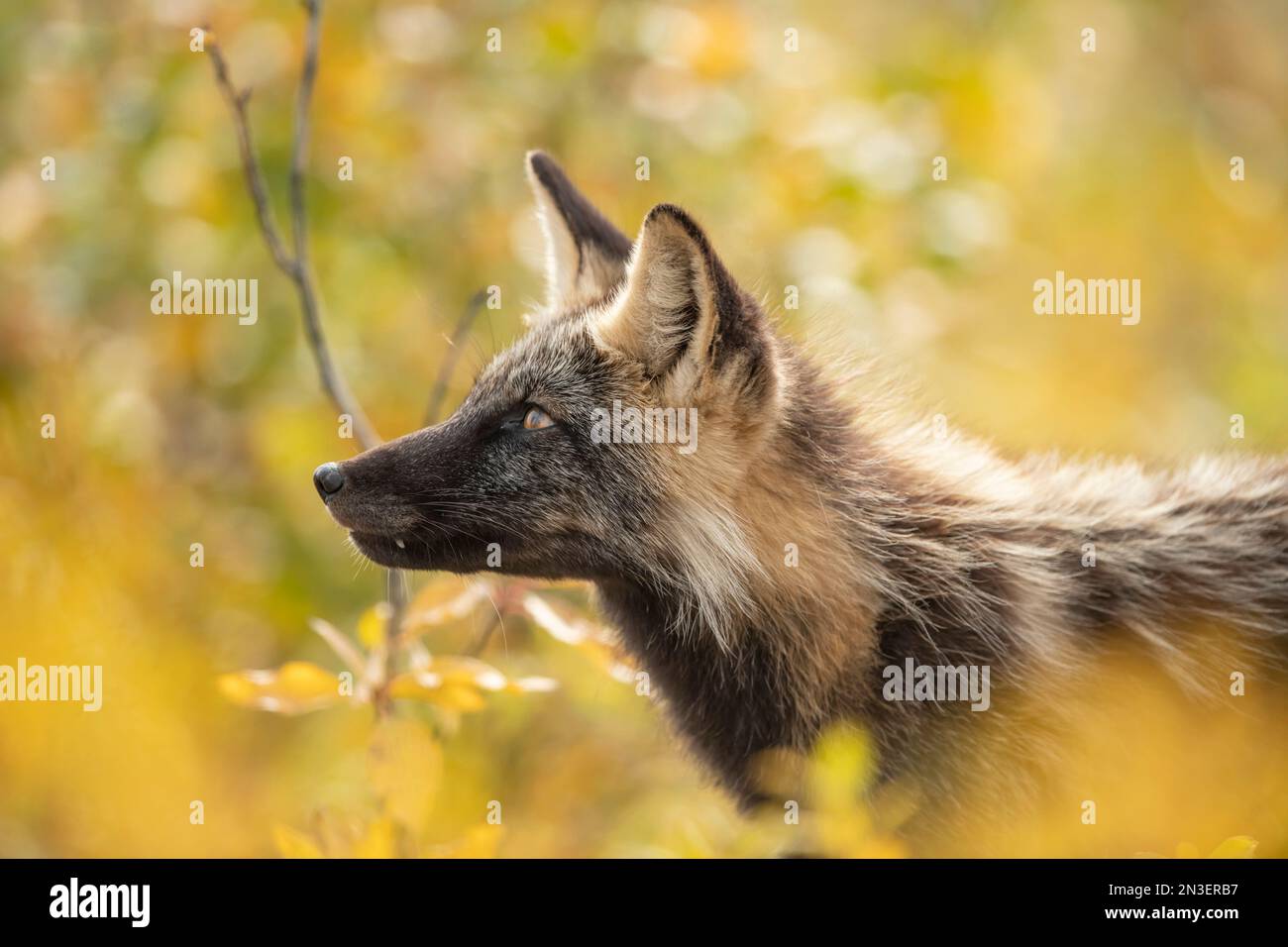 Portrait of a red fox (Vulpes vulpes) with melanistic coloring; Eagle Plains, Yukon, Arctic Circle, Canada Stock Photo