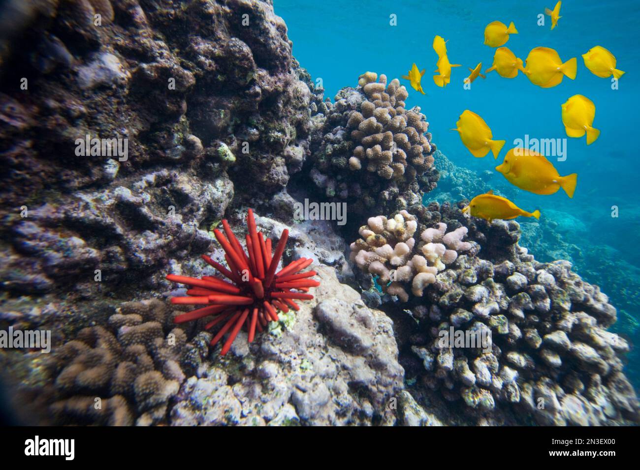 Hard Coral, Yellow Tang (Zebrasoma flavescens) and Pencil Urchin (Heterocentrotus Mammillatus), underwater near La Perousse Stock Photo