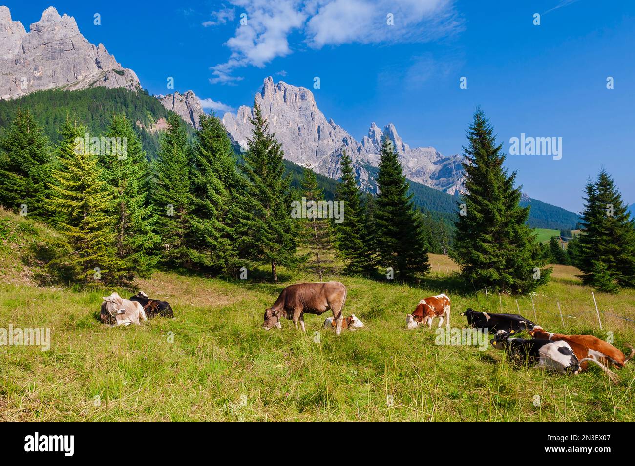 Cows grazing in the grassy mountainside in the Primiero Valley with the rocky peaks of the Pale di San Martino (Pala Group) at San Martino di Castr... Stock Photo