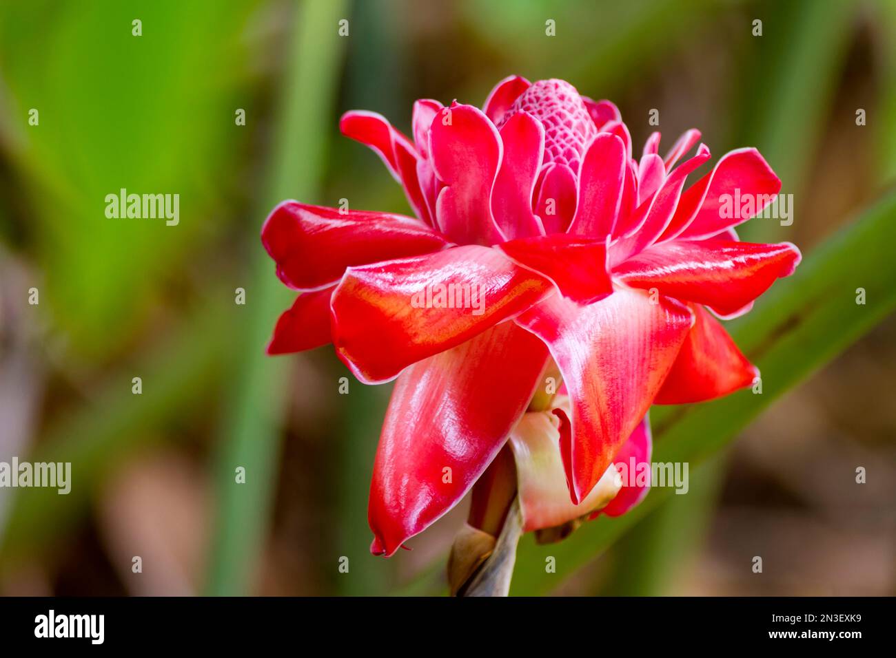 Torch Ginger growing in the wild in Hana, Maui, Hawaii (Etlingera