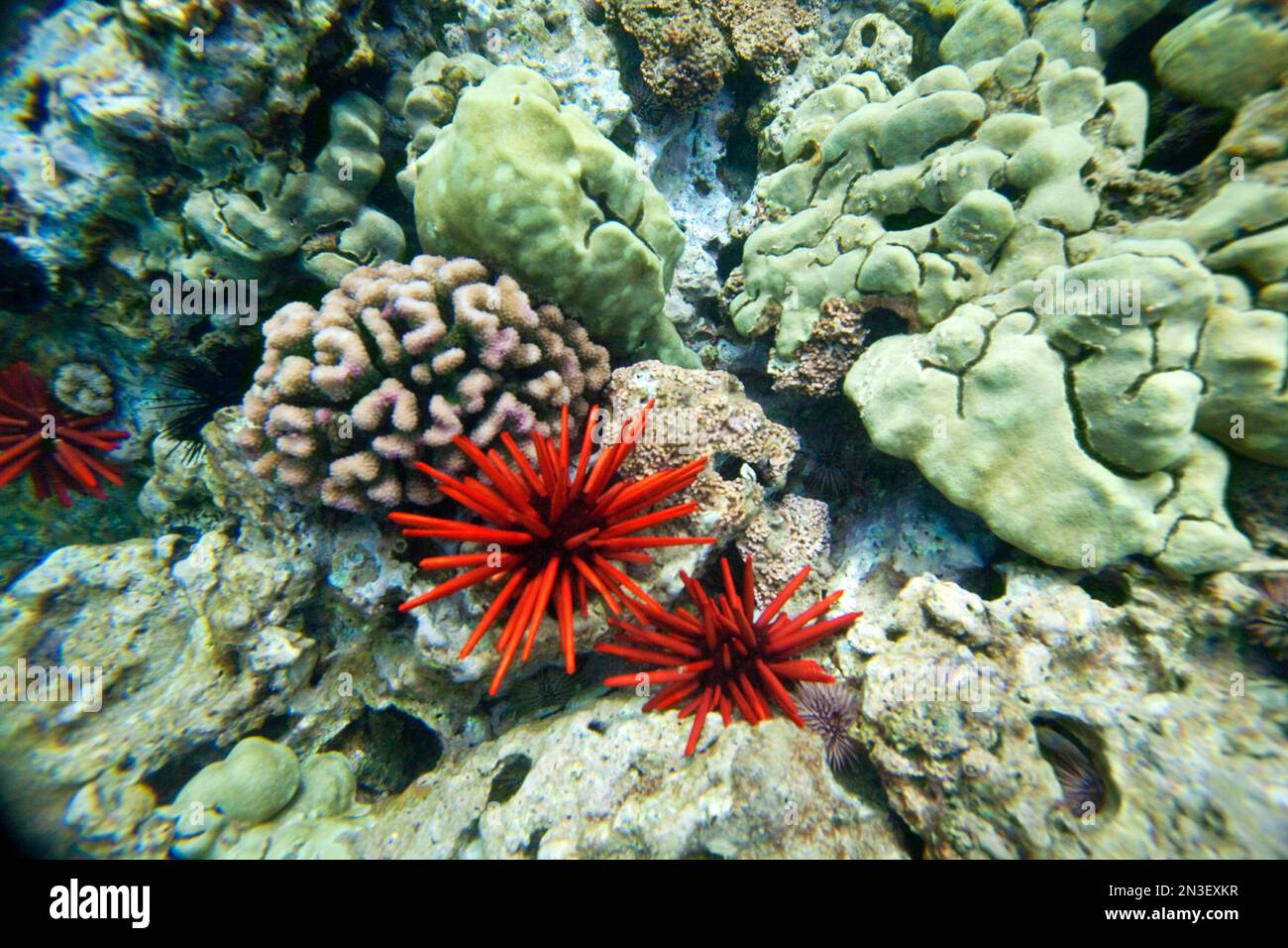 Hard Coral and Pencil Urchin (Heterocentrotus Mammillatus), underwater near La Perousse; Makena, Maui, Hawaii, United States of America Stock Photo