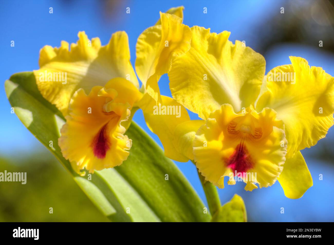 Close-up of Yellow Cattleya (Cattleya) orchids; Paia, Maui, Hawaii, United States of America Stock Photo