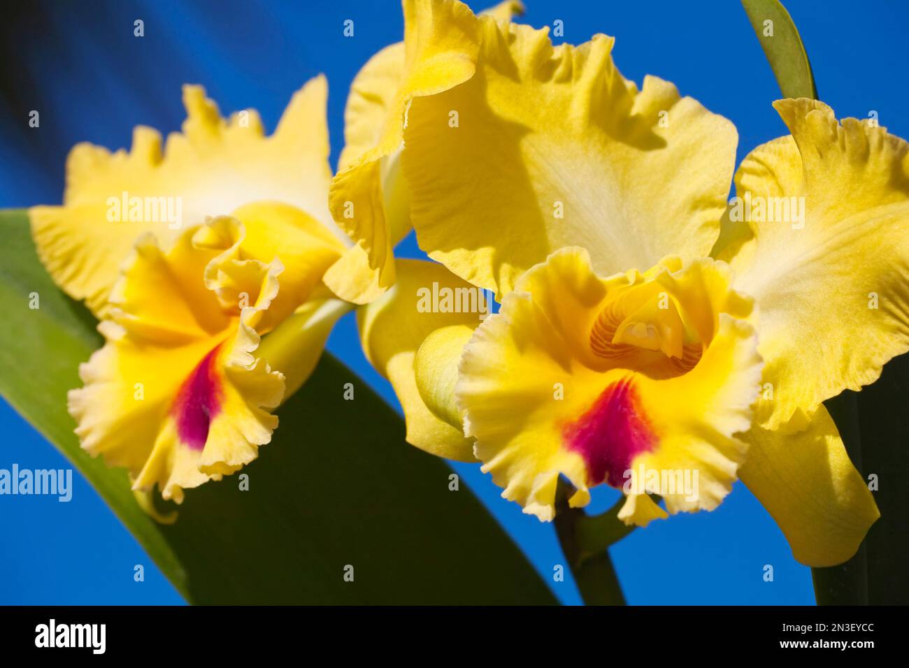 Close-up of Yellow Cattleya (Cattleya) orchids; Paia, Maui, Hawaii, United States of America Stock Photo