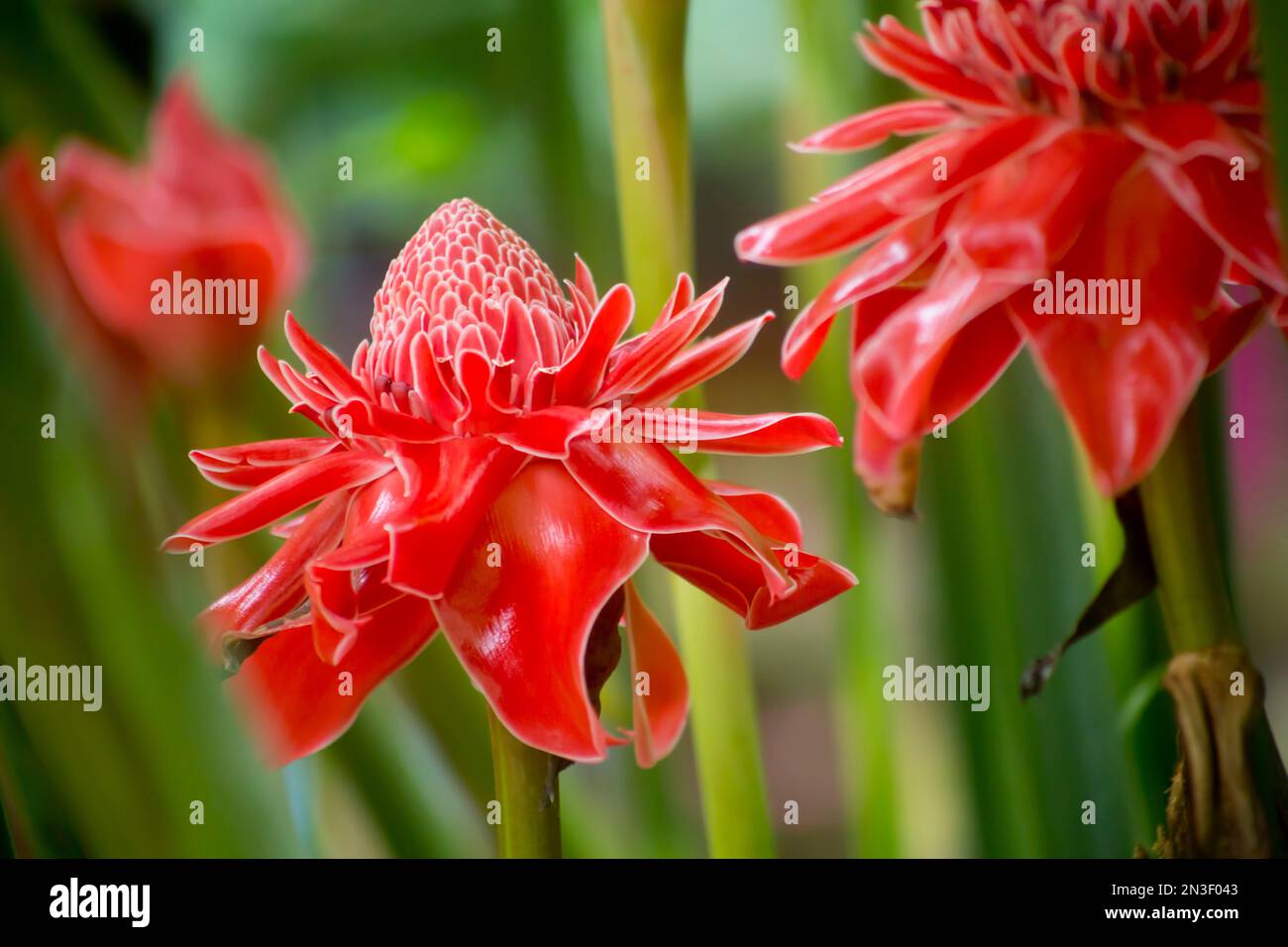 Close-up of beautiful Torch Gingers (Etlingera elatior) near Kuang Si Falls, a favorite side trip for tourists out of Luang Prabang Stock Photo