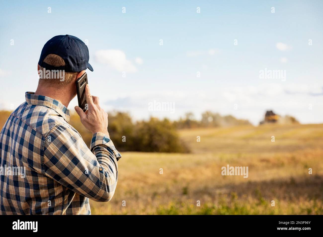 View taken from behind of a man talking on a smart phone while monitoring and completing fall canola harvest; Alcomdale, Alberta, Canada Stock Photo