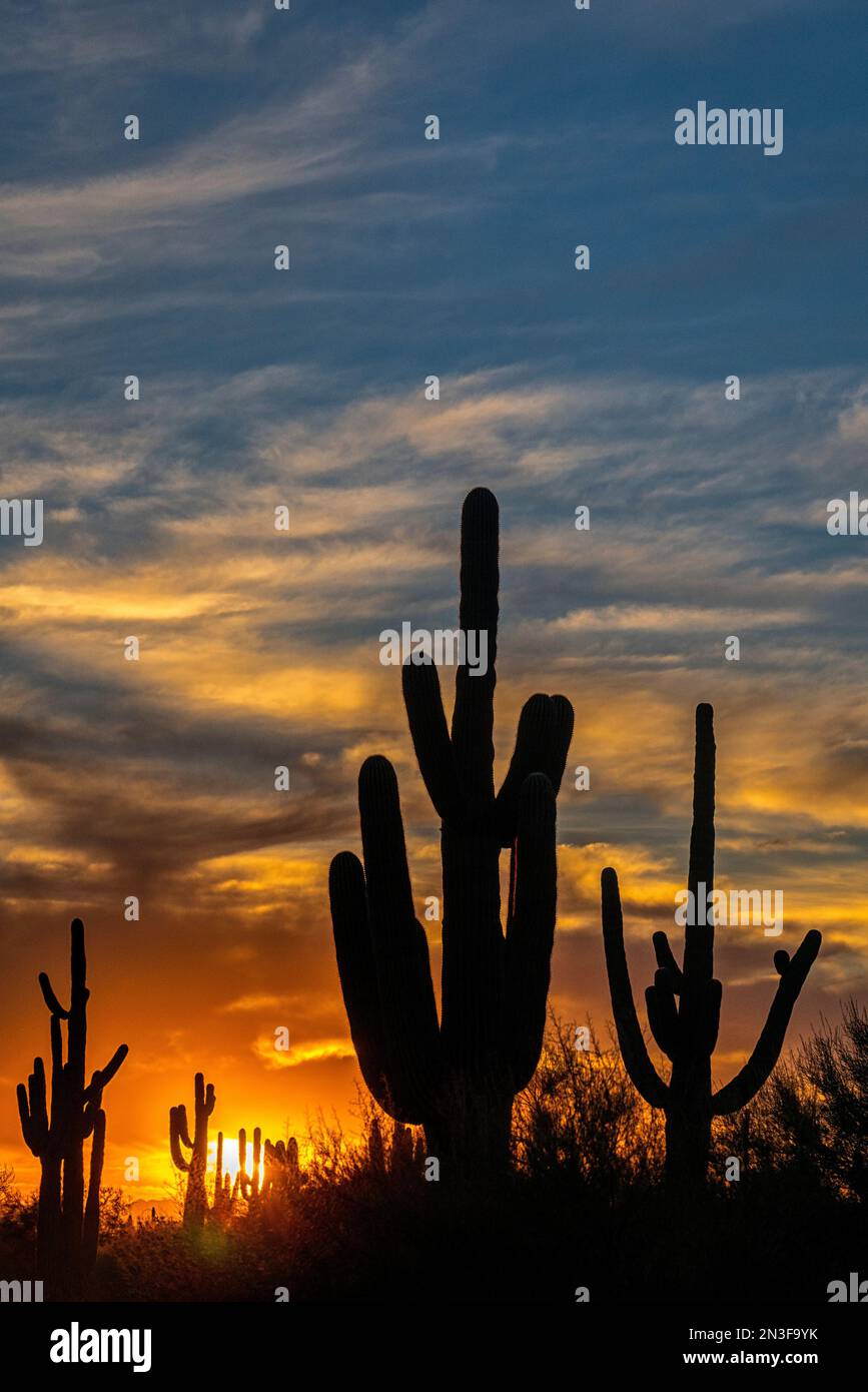 Saguaro Cactus (Carnegiea gigantea) silhouetted at sunset; Phoenix, Arizona, United States of America Stock Photo