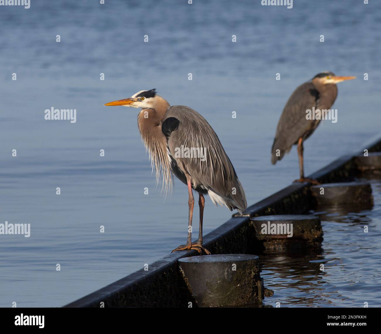 Two Herons perched and looking out at the water, Crescent Beach, BC, Canada; Surrey, British Columbia, Canada Stock Photo