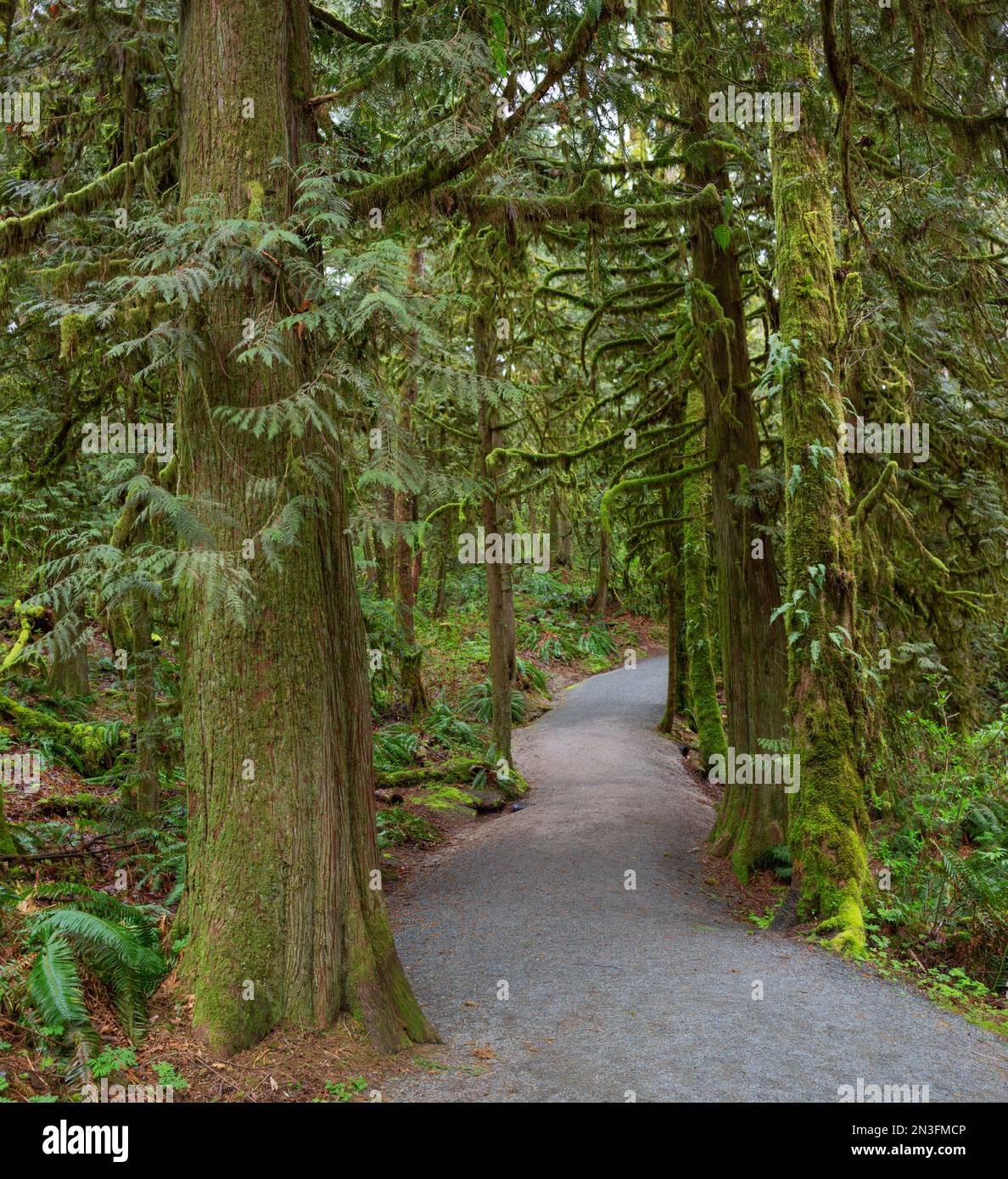 Trail winding through a lush forest, Houston Trail in Derby Reach Regional Park, Langley, BC; Langley, British Columbia, Canada Stock Photo