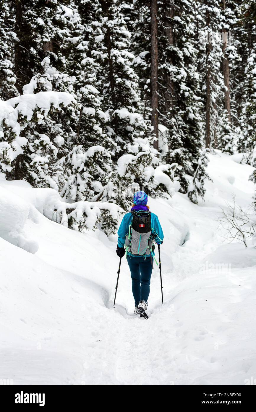 Female snowshoeing on a snow-covered trail with snow-covered evergreens ...