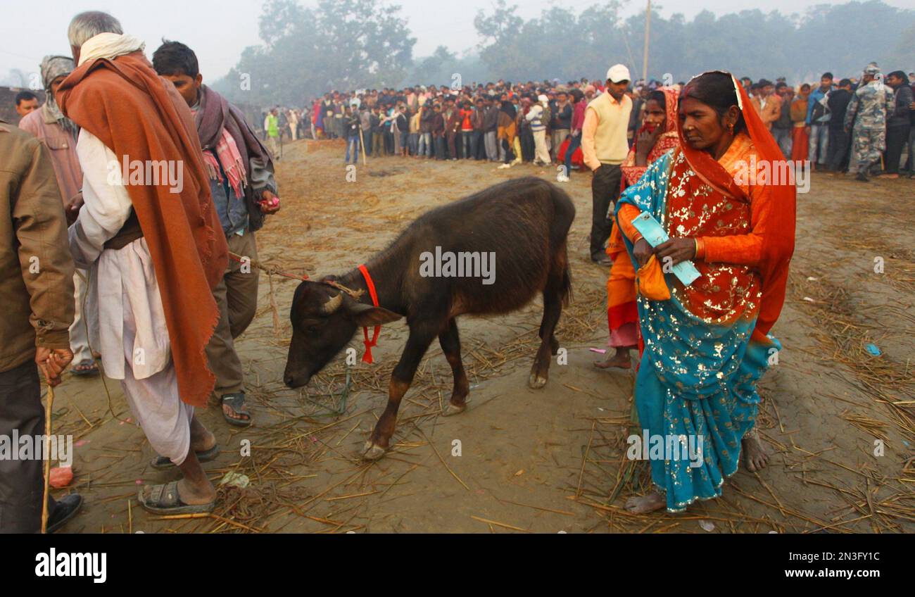 A young sacrificial buffalo is led into a field during a mass sacrifice ...