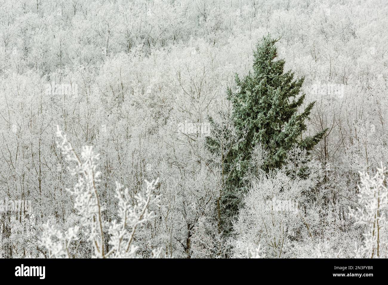 Frosted evergreen tree amongst a hillside of frosted deciduous trees