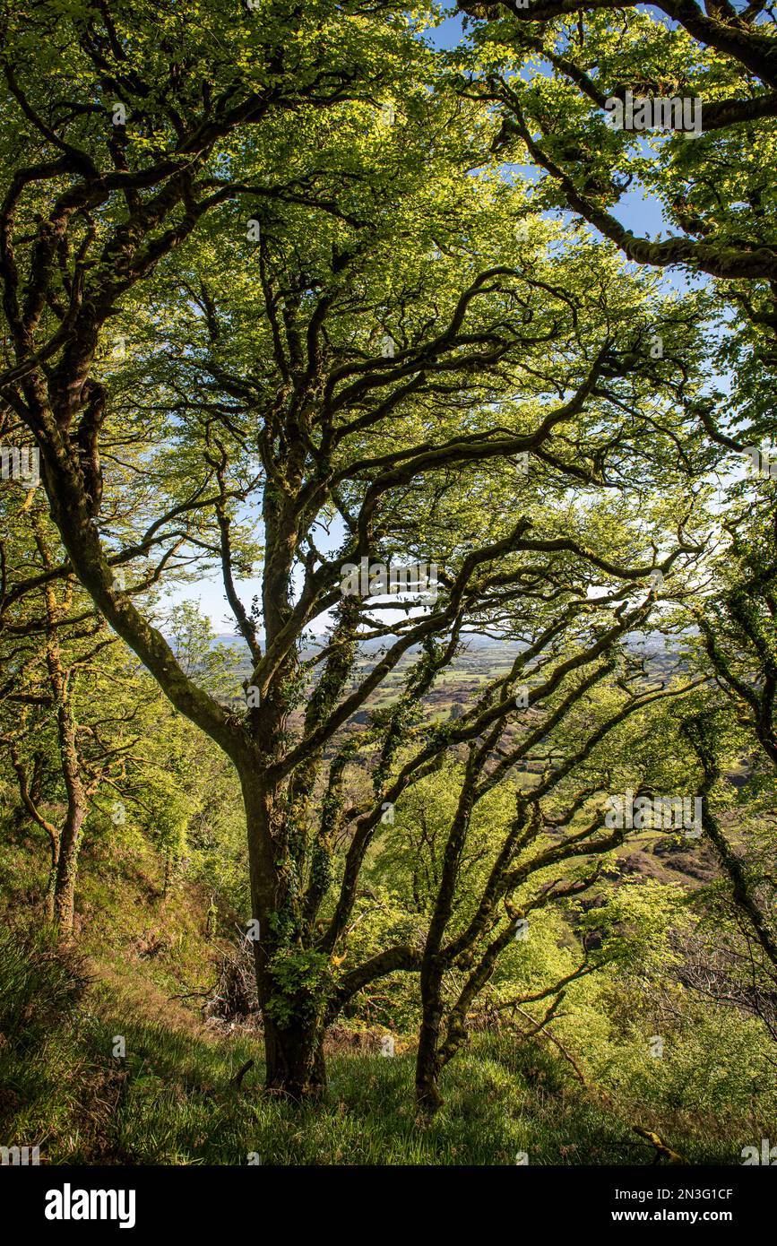 Trees above Lough Hyne in springtime; West Cork, Ireland Stock Photo