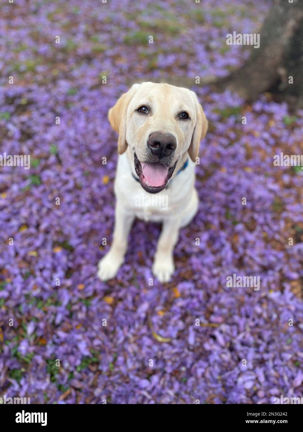 Yellow labrador retriever dog with Jacaranda flowers in the springtime