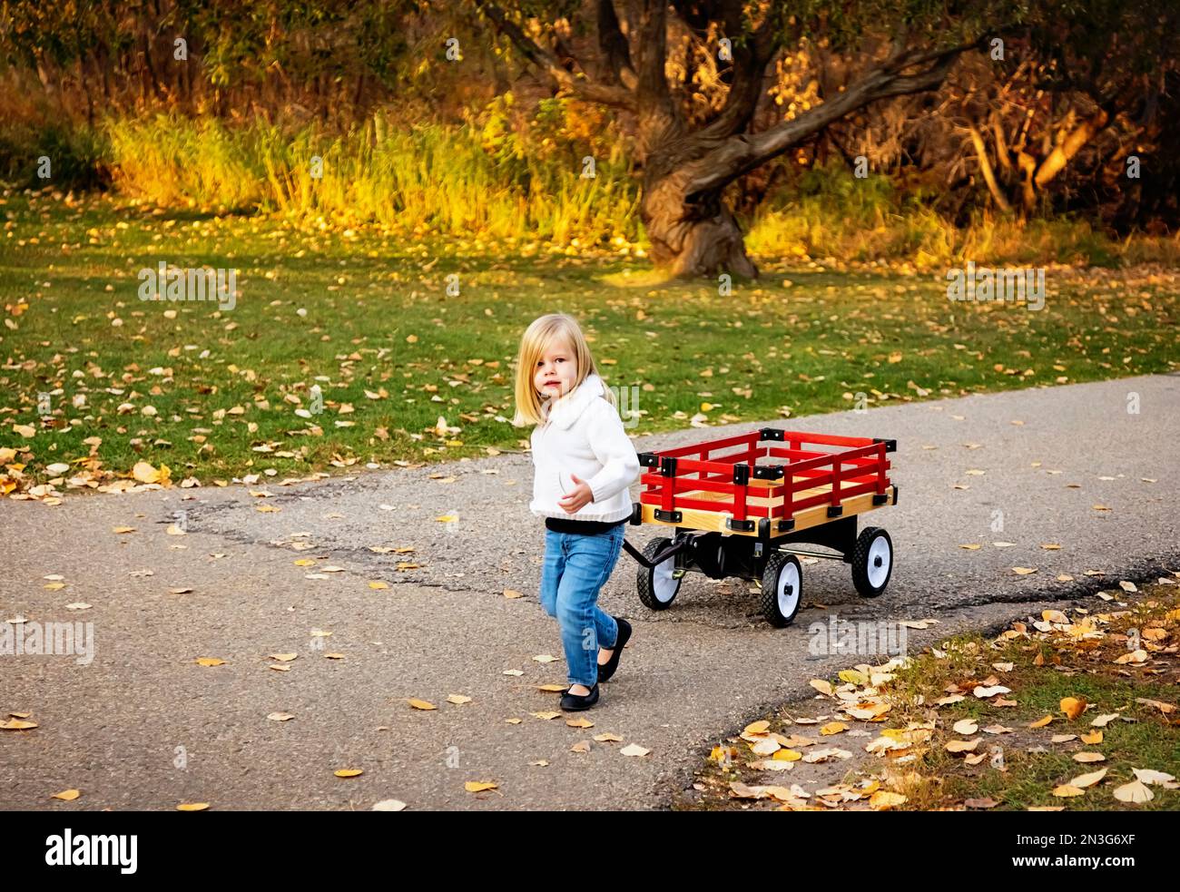Young girl pulling her wagon down a path in a city park during the fall season; St. Albert, Alberta, Canada Stock Photo