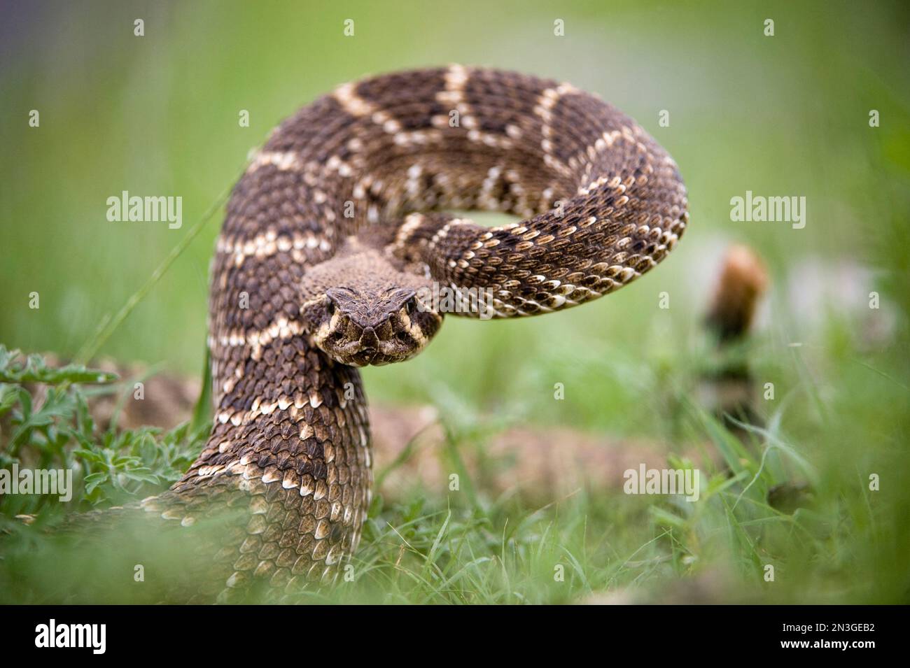 Western diamondback rattlesnake (Crotalus atrox) migrates radially from