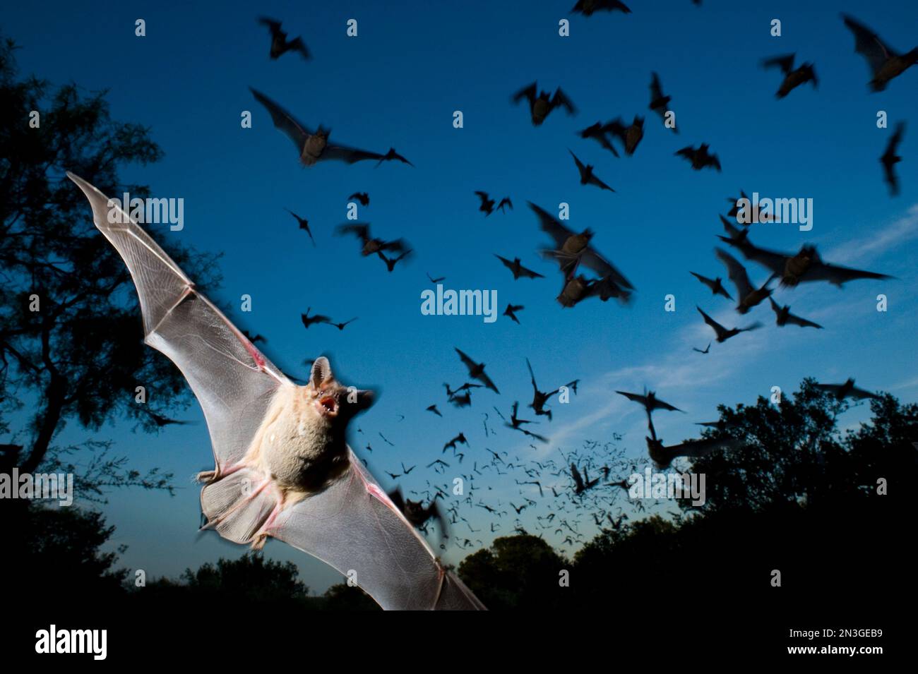 Mexican free-tailed bats (Tadarida brasiliensis) fleeing Eckert James River Bat Cave Preserve in Texas, USA; Mason, Texas, United States of America Stock Photo