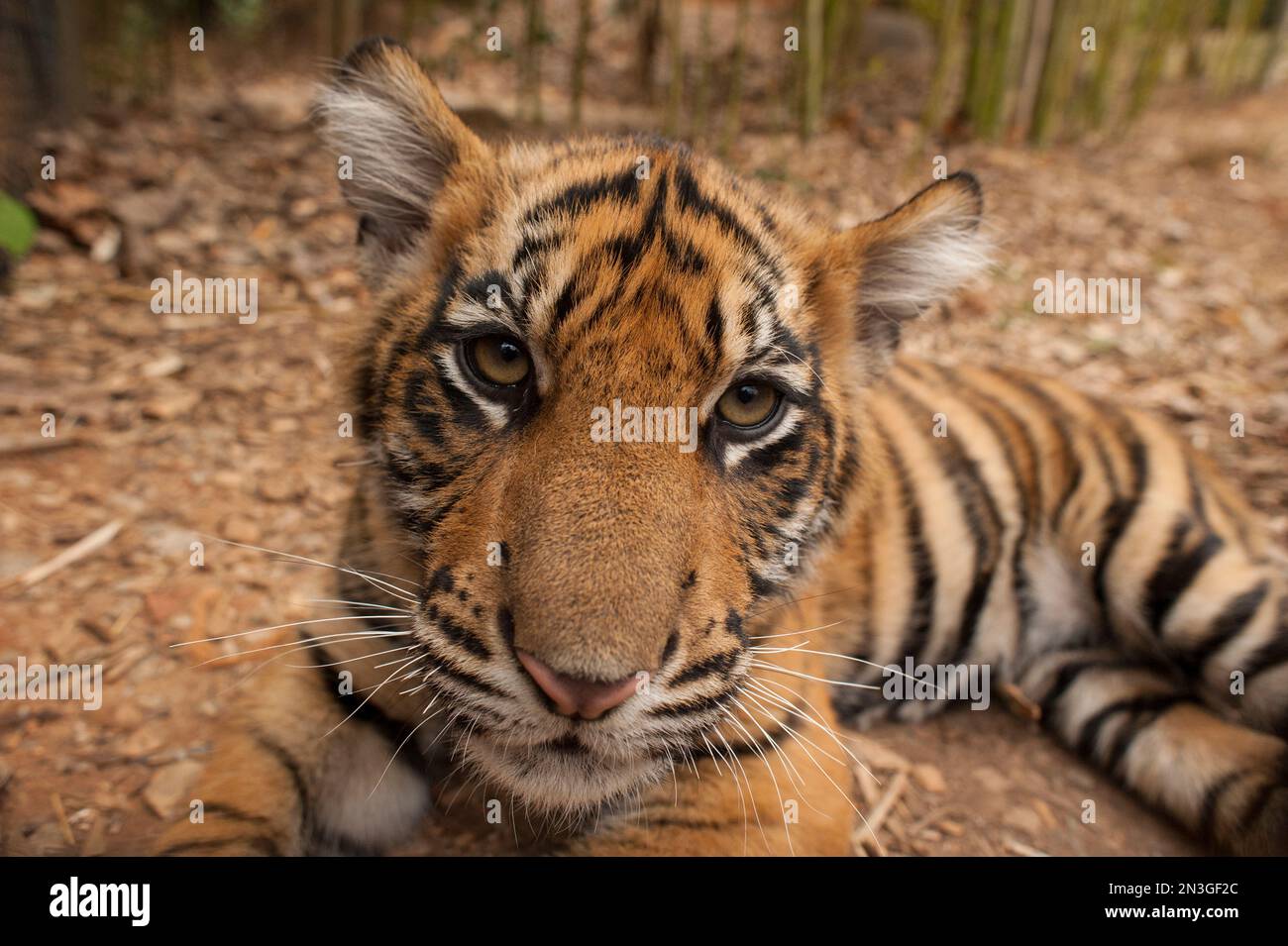 Close-up portrait of the critically-endangered Sumatran tiger cub (Panthera tigris sumatrae) lying on the ground Stock Photo